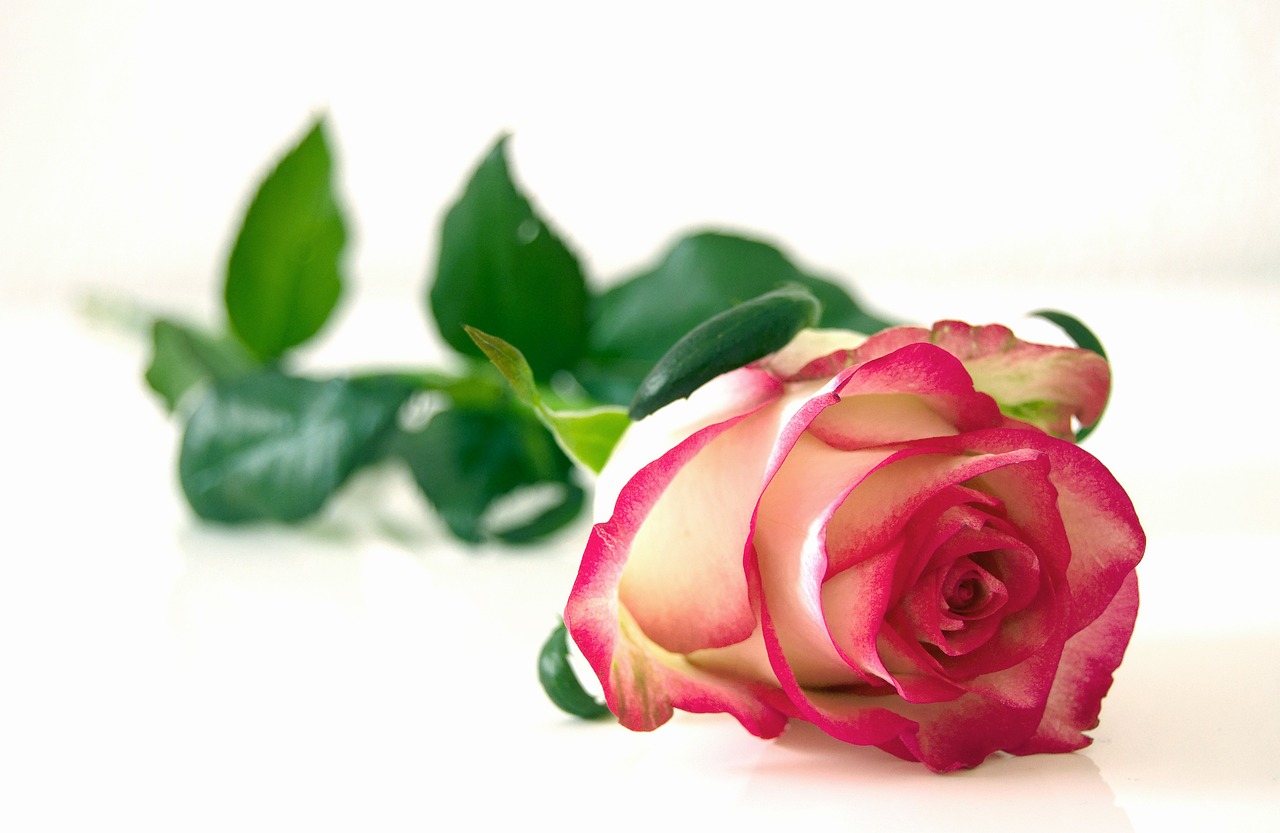 rose, flower, flower background-301406.jpg